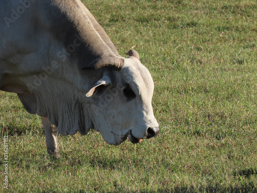 Nelore oxen grazing on a farm