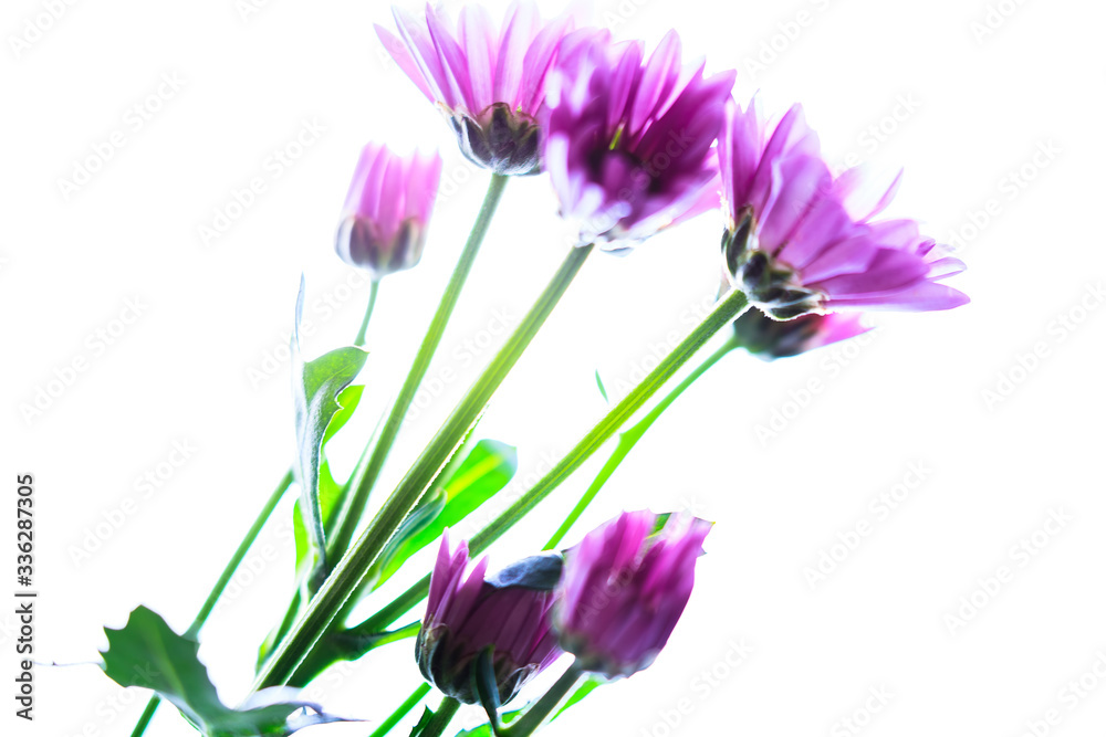 Fototapeta premium High key close up flower isolated against a white background