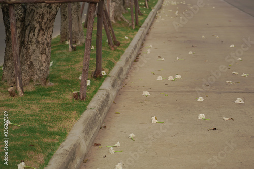 White flowers fell on the walkway.