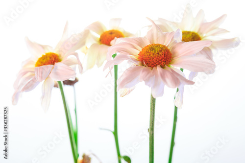 High key close up flower isolated against a white background