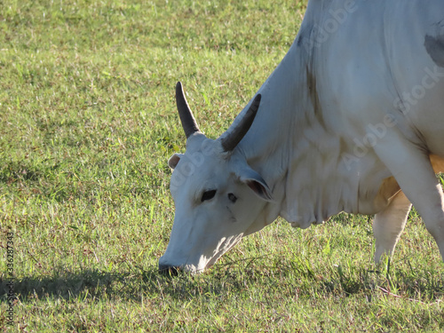 Nelore oxen grazing on a farm