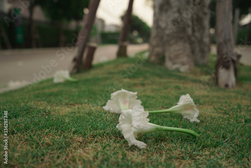 White flowers fell on the walkway.