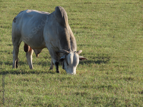 Nelore oxen grazing on a farm