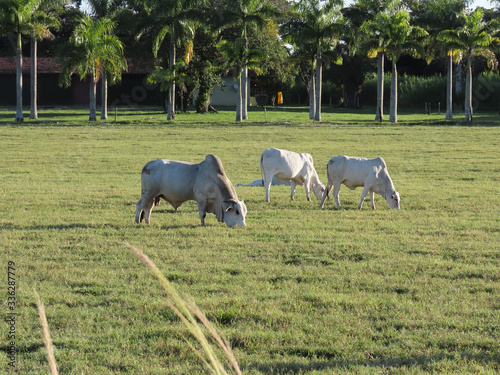 Nelore oxen grazing with coconut trees in the background