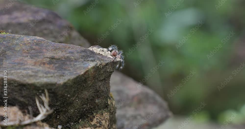 Young tarantula crawling on a rock in a rainforest in Colombia Young tarantula crawling on a rock in a rainforest in Colombia