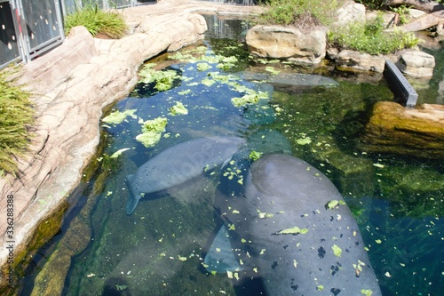 Proxiimo ao lago em Celebracion