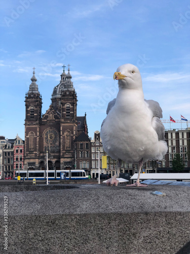 Seagull with the background Basilica of Saint Nicholas (Dutch: Basiliek van de Heilige Nicolaas) in sunny day near the Amsterdam Central Station photo