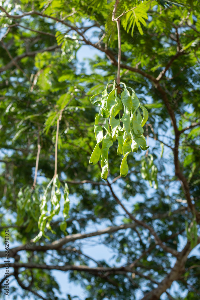 Fototapeta premium The beans of other Parkia species are also popular as culinary ingredient in Indonesia, Malaysia, Singapore, Laos, southern Thailand, Burma, and northeastern India .