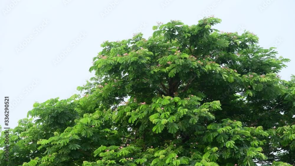 Samanea saman tree slowly swayed by wind blow. Samanea saman tree slowly swayed by wind blow.