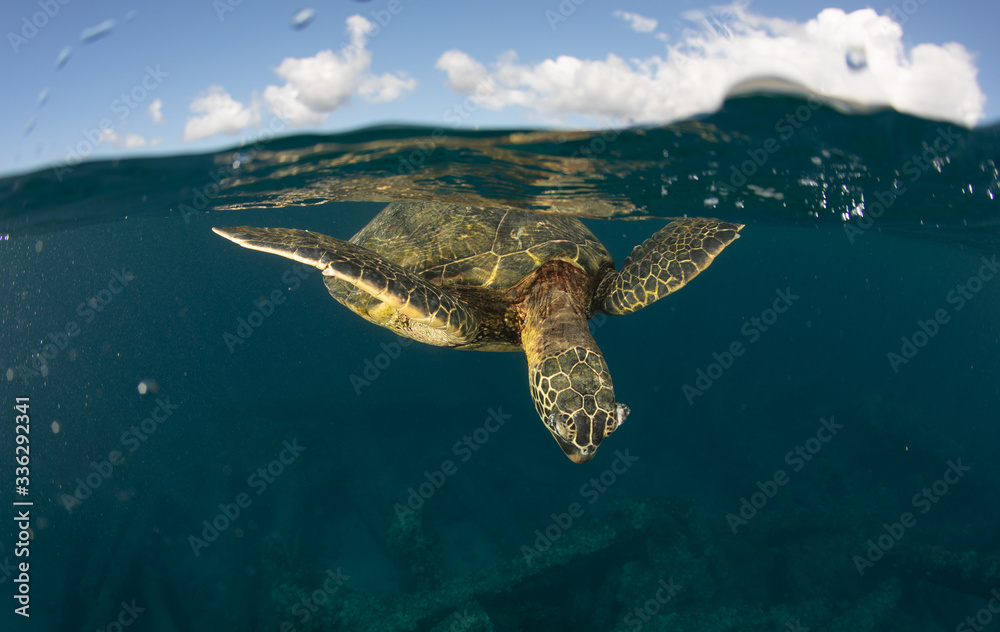 Green sea turtle hovers on the west side of maui and comes up or a breath over a sunken pier