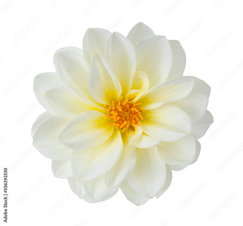 white chrysanthemum