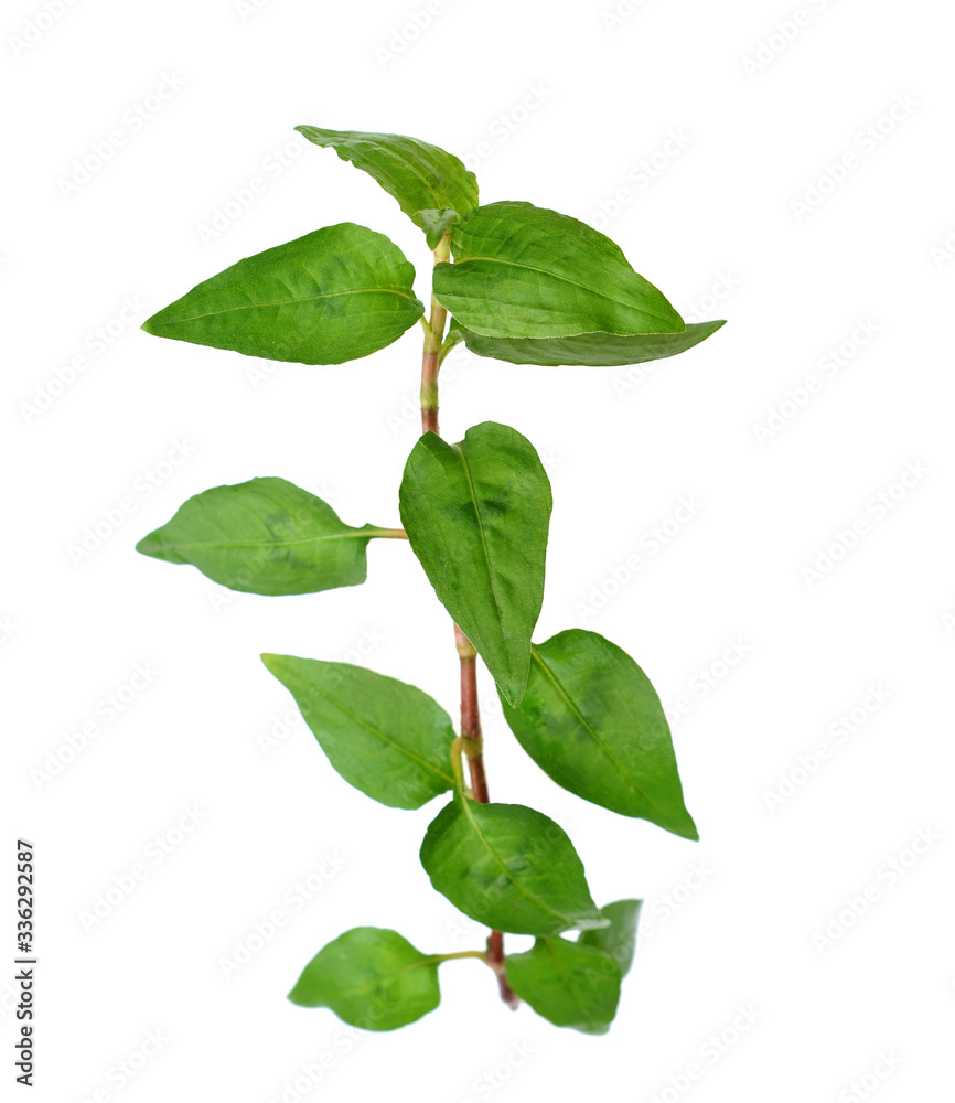 Vietnamese mint isolated on white