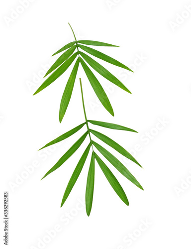 two bamboo leaves