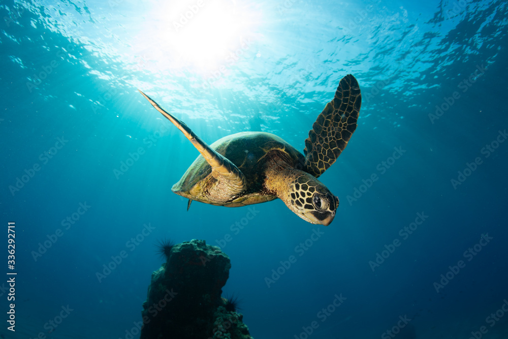 Obraz premium Green sea turtle hovers on the west side of maui and comes up or a breath over a sunken pier