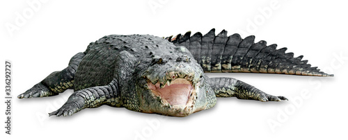Leinwand Poster old crocodile isolated on white background ,include clipping path