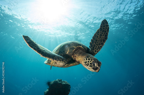 Green sea turtle hovers on the west side of maui and comes up or a breath over a sunken pier