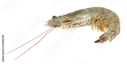 shrimp raw isolated on white background