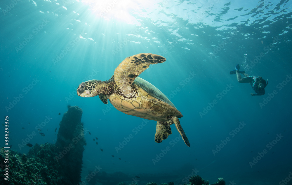 Fototapeta premium Green sea turtle hovers on the west side of maui and comes up or a breath over a sunken pier