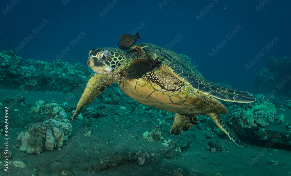 Green sea turtle hovers on the west side of maui and comes up or a breath over a sunken pier