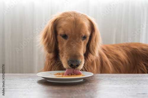 Golden retriever eating food on the plate