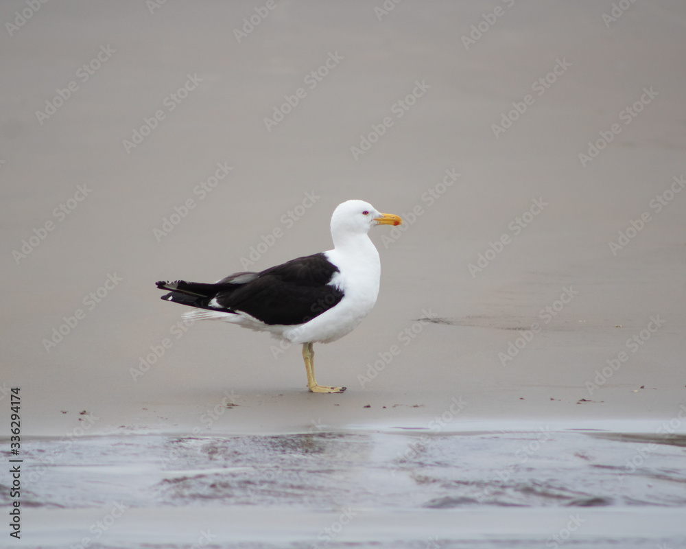 seagull on the beach