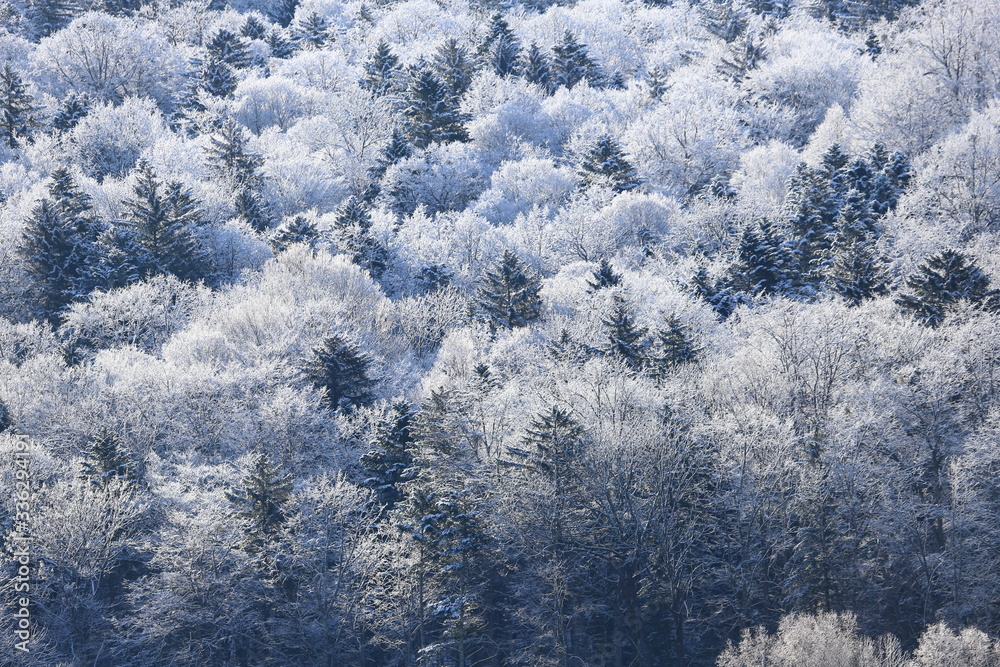 Obraz premium 樹氷、霧氷、寒い朝、北海道、森、自然、冬、風景、木、雪、雪景色、山、森林、緑、植物、朝、雪山、林、氷、冬景色、自然現象、早朝、霜、樹木、新緑、冬の朝、寒い、日本、壁紙、積雪、白色、緑色、背景、バックグラウンド、模様、素材、背景素材、コピースペース、気象、冷たい、景色、屋外、エゾマツ、トドマツ、松