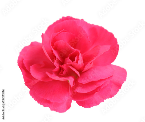  pink carnation