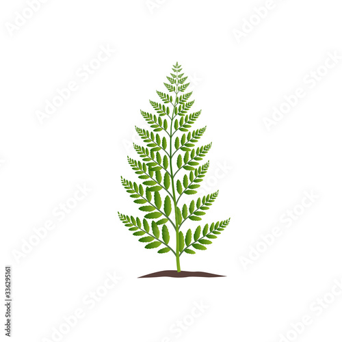 green fern plant with leaves illustration for your design template.
