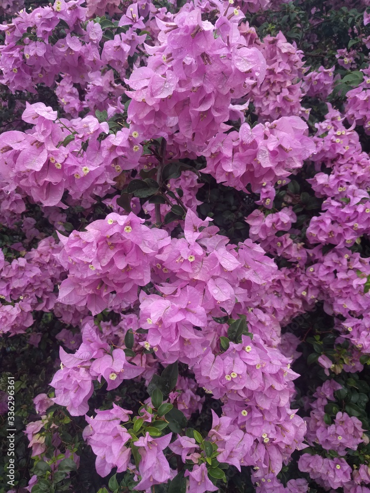 Close up on bright pinkish purple  bougainvillea flowers 