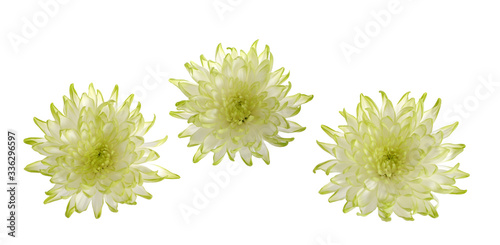 three green mum flower