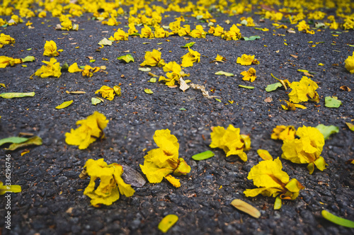 flowers on the road photo