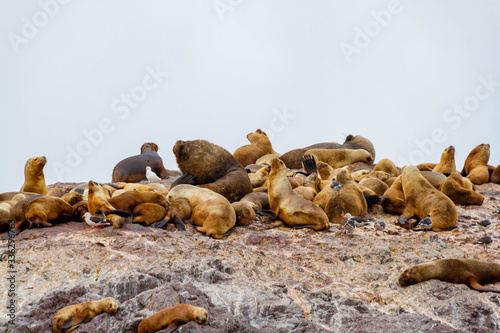 Colony of sea lions in Patagonia © HC FOTOSTUDIO