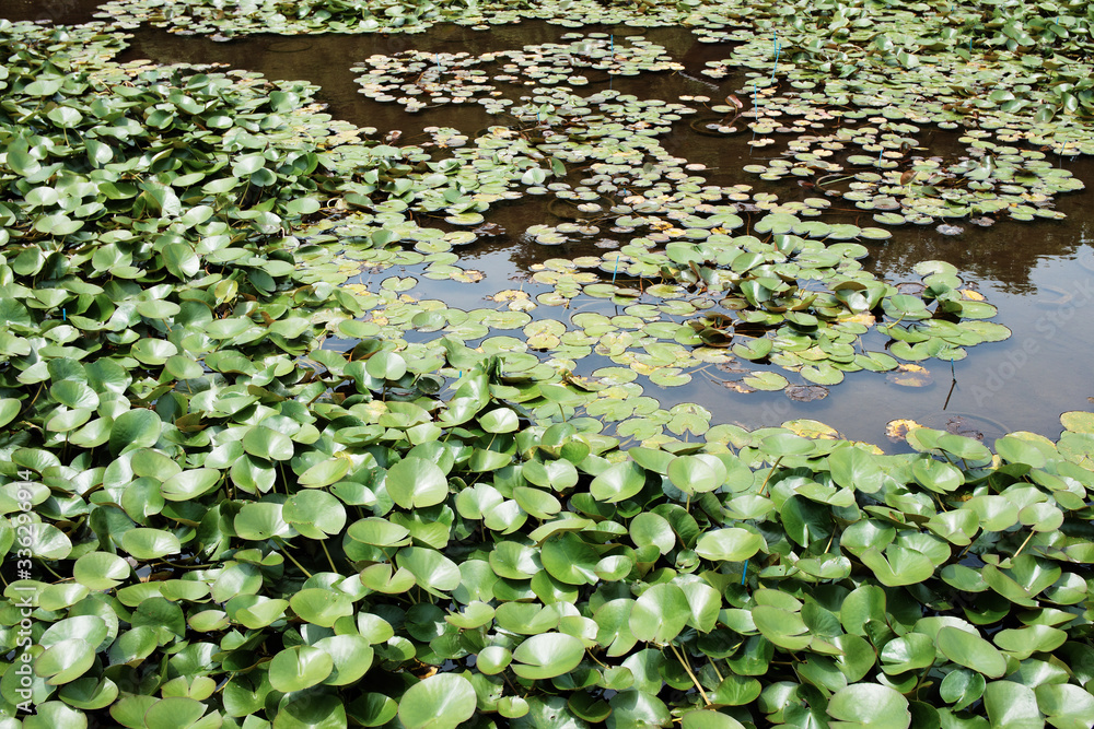 水草