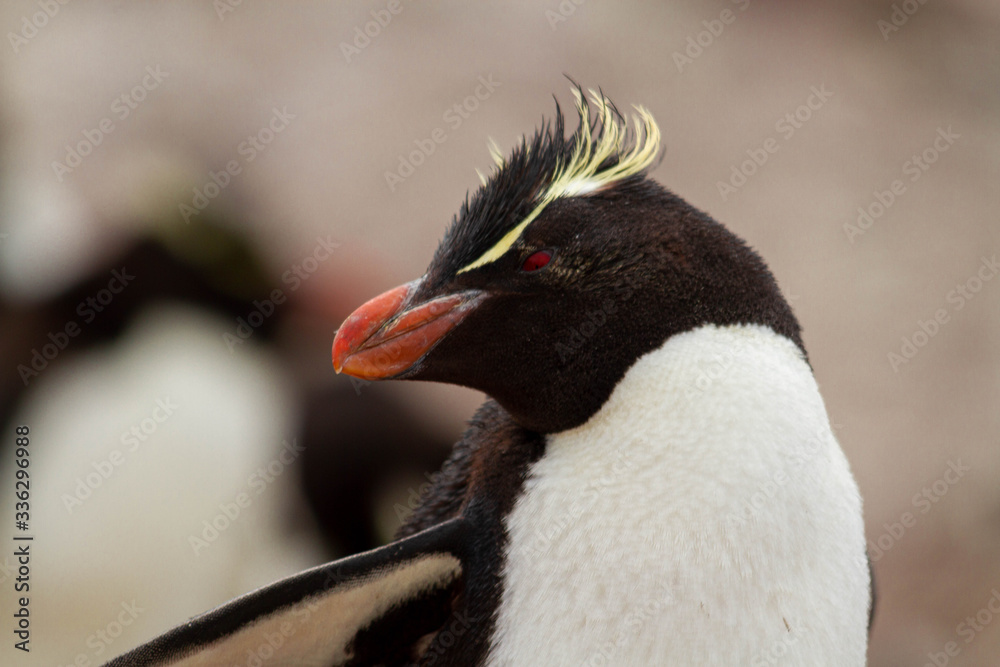 Naklejka premium Close-up of Rockhopper Penguin