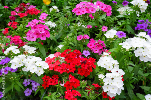 Phlox drummondii is commonly known as Phlox. This flower is a member of Polemoniaceae. photo