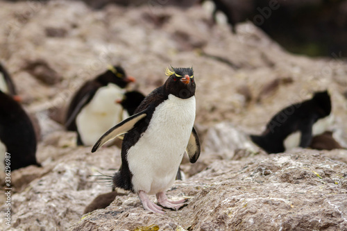 Rockhopper penguin colony