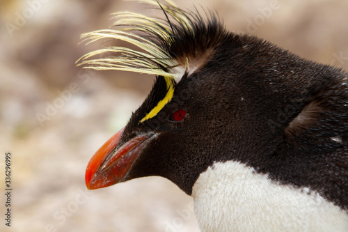 Close-up of Rockhopper Penguin