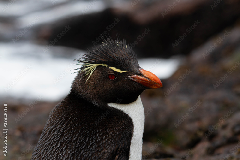 Naklejka premium Close-up of Rockhopper Penguin