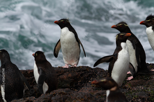 Rockhopper penguin returning from the sea.