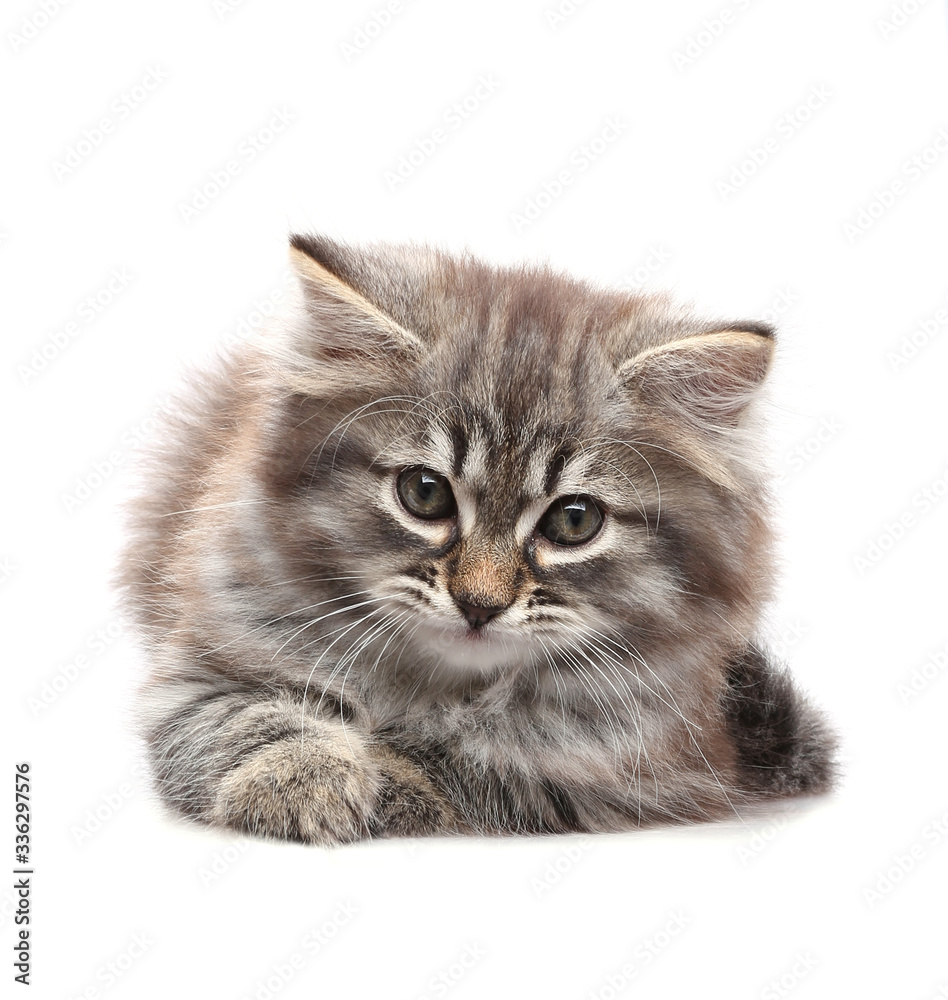 Little kitten lying and looking. Isolated on a white background.