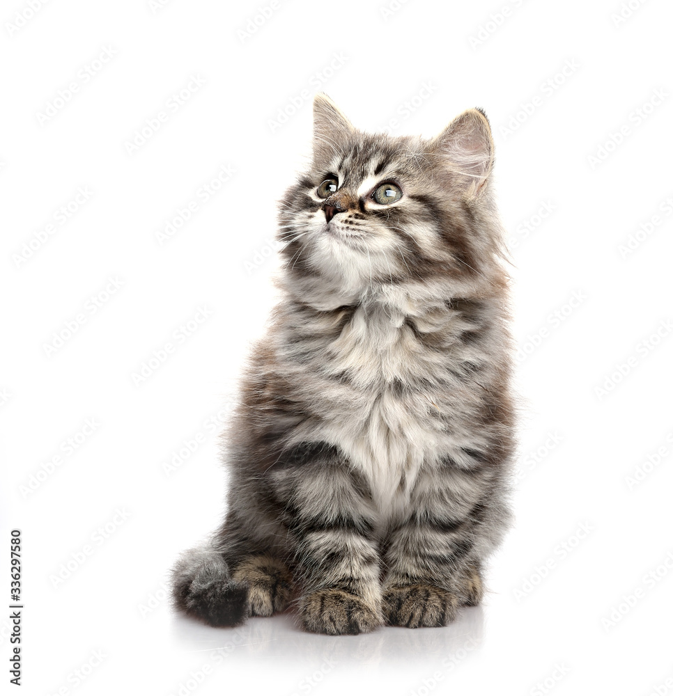 Kitten looks up. Isolated on white background. Kitten looks up. Isolated on white background.