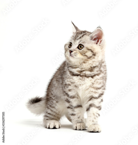 Kitty stands and looks to the side and up. Isolated on white background.