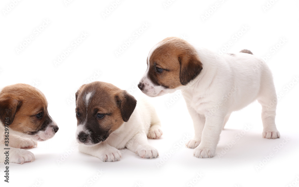 Puppies breed Jack Russell Terrier, 1 months old. Isolated on white. Puppies breed Jack Russell Terrier, 1 months old. Isolated on white.