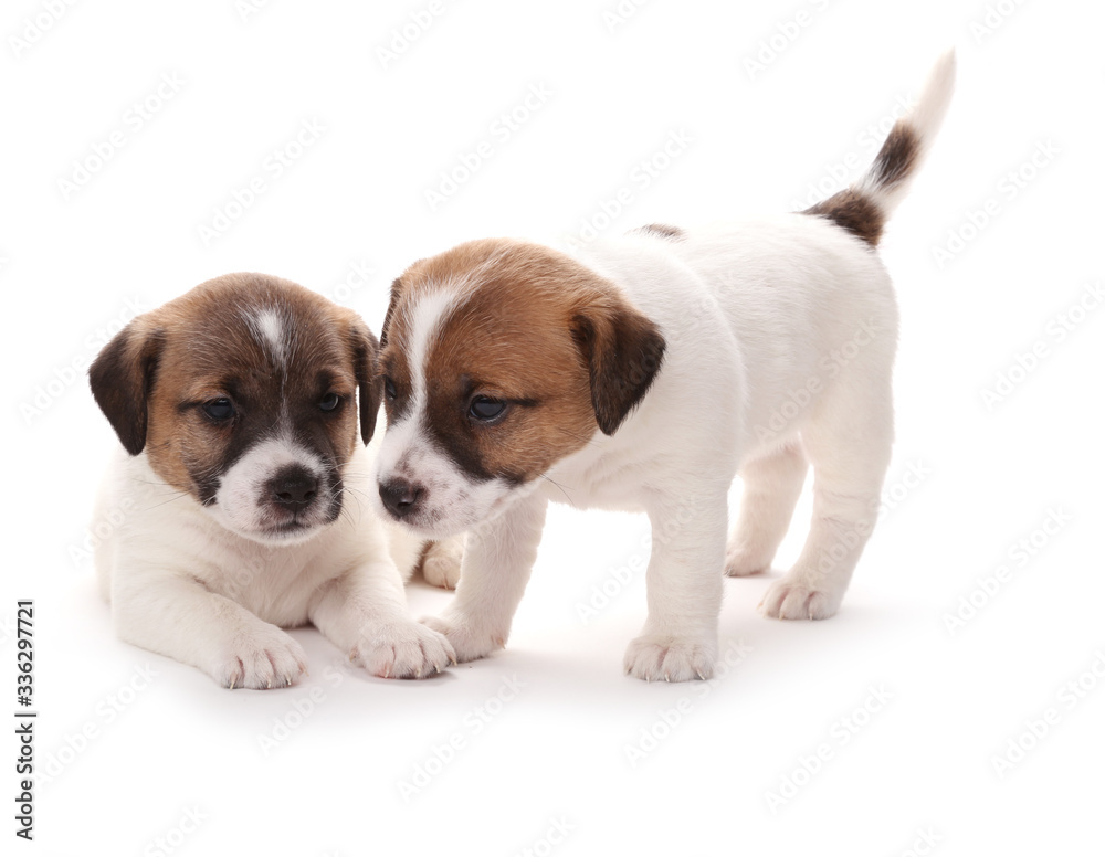 Puppies breed Jack Russell Terrier, 1 months old. Isolated on white. Puppies breed Jack Russell Terrier, 1 months old. Isolated on white.