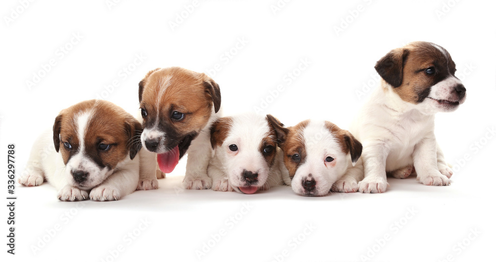 Puppies breed Jack Russell Terrier, 1 months old. Isolated on white. Puppies breed Jack Russell Terrier, 1 months old. Isolated on white.