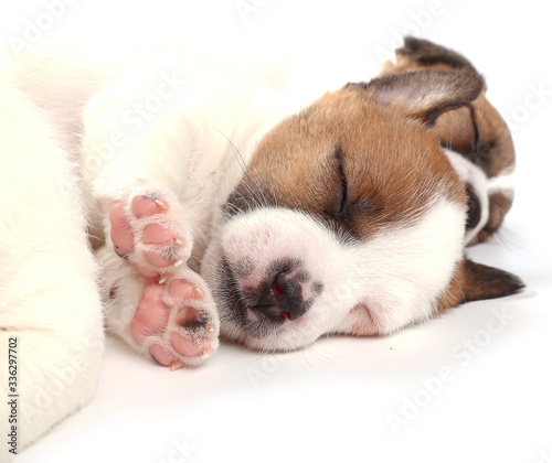 Jack Russell Terrier puppy, 1 months old. Isolated on white.