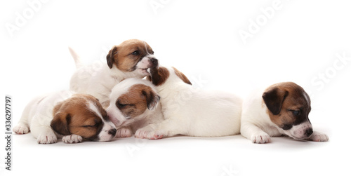 Puppies breed Jack Russell Terrier, 1 months old. Isolated on white.