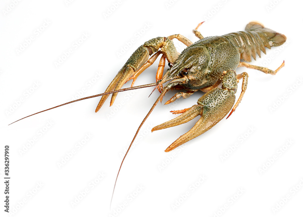Live crayfish isolated on white background. Live crayfish isolated on white background.