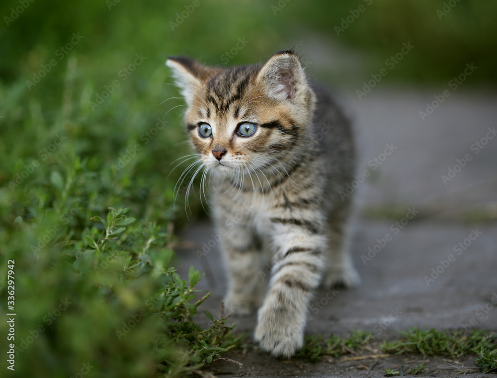 Striped kitten on a grass background.
