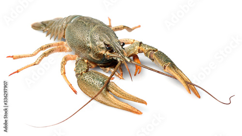 Live crayfish isolated on white background.